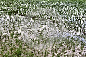 Lush green of young paddy plants, paddy rice seedlings in the field ready to be planted by farmers in Indonesia