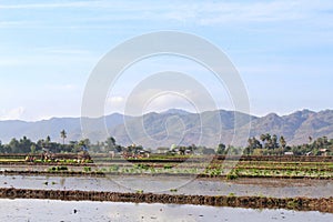 Lush green of young paddy plants, paddy rice seedlings in the field ready to be planted by farmers in Indonesia