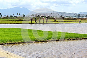 Lush green of young paddy plants, paddy rice seedlings in the field ready to be planted by farmers in Indonesia