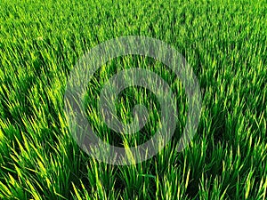 Lush green of young paddy plants, paddy rice seedlings in the field ready to be planted by farmers in Indonesia