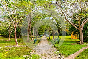 Lush Greenery and Pathway at Ik-Kil Cenote, Yucatan