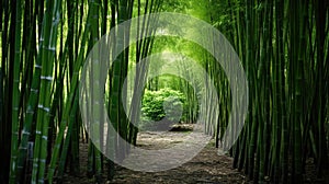 Lush greens and strong vertical lines of trees in a bamboo grove