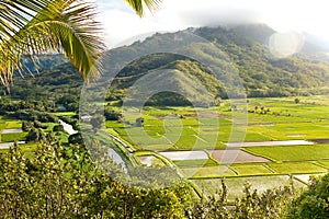 Lush Hanalei Valley on Hawaiian Island Kauai