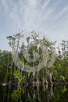 Lush hanging everglade trees and swamp reflections