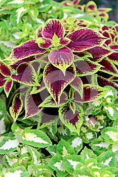 Lush, healthy leaves on green, purple, and white coleus plants with pink flowers garden