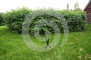 A lush hedge waiting for cutting, hedge trimmers in the foreground photo