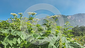 Lush hogweed grows in the valley.