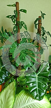 Lush Indoor Plants - Aroids photo