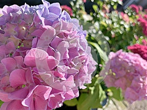 Lush inflorescences of pink hydrangea