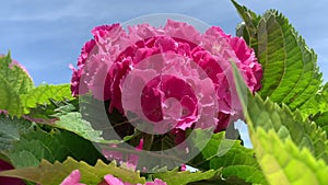 Lush inflorescences of pink hydrangea