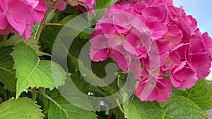 Lush inflorescences of pink hydrangea