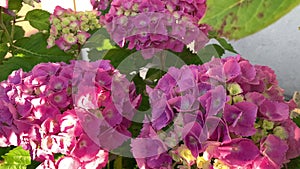 Lush inflorescences of pink hydrangea