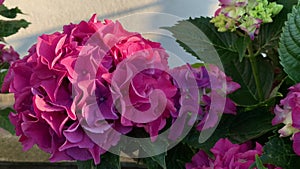 Lush inflorescences of pink hydrangea