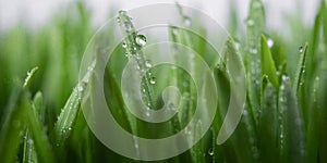 Lush juicy green grass in the meadow with water dew drops. macro close-up, panorama. A beautiful artistic image of the purity and