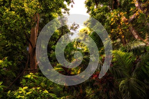 Lush jungle forest with small break. Concept of dark and mysterious jungle like great Artist Henri Rousseau.