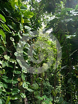 Lush jungle like vegetation Maui Hawaii