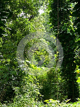 Lush jungle like vegetation Maui Hawaii