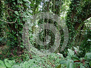 Lush jungle like vegetation Maui Hawaii