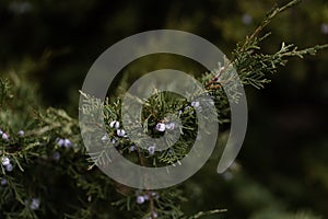 Lush juniper bush with ripe blue berries. Evergreen coniferous bush. Aroma spice, application in medical production of wood. Macro