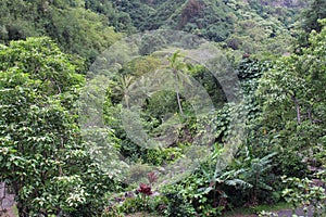 The lush landscape on the Ethnobotanical Loop at Iao Valley State Monument Park, Maui photo