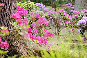 Lush landscaped garden