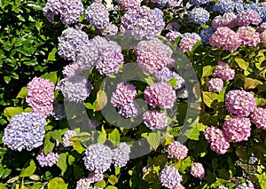 Lush large-leaved hydrangea (hydrangea macrophylla) close-up