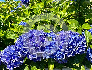 Lush large-leaved hydrangea (hydrangea macrophylla) close-up