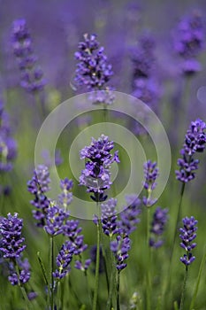 Lush lavender background