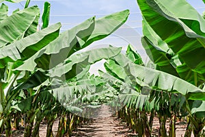 Lush leafage of banana palm trees in orchard plantation