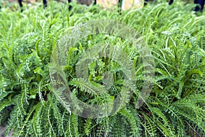 Lush leaves of Common Yarrow Achillea millefolium grow in herbal garden