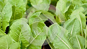 Lush leaves of lettuce in vegetable garden