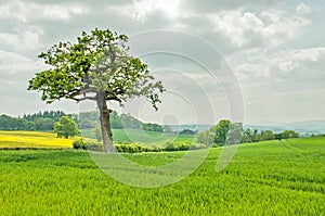 Lush looking crops on a spring day in the English countryside.