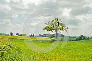 Lush looking crops on a spring day in the English countryside.