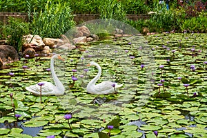 Lush lotus leaves and two swan statues in the lotus pond in the park