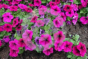 Lush magenta-colored flowers of petunia in the garden