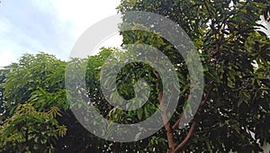 Lush manggo tree, photo taken from below