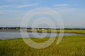 Lush Marsh Grass Bordering Duxbury Bay