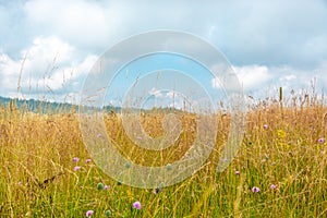 Lush Meadow