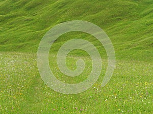 Lush green meadow in alpine upland, summer season nature background