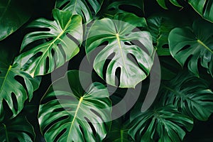Lush Monstera Leaves Background