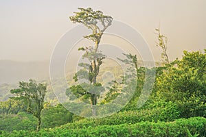Lush monteverde cloud forest landscape