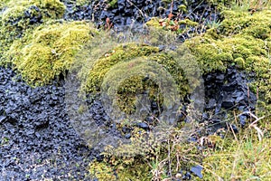 Lush moss growing on the black rocks