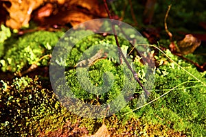 Lush Moss and Young Shoots in Sunlit Forest, Ground Level View