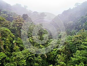 Esuberante mistico foresta pluviale antenna tromba sul giungla 