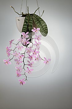 Lush natural pink orchid phalaenopsis schilleriana blooms in a hanging pot. Home and garden flowers