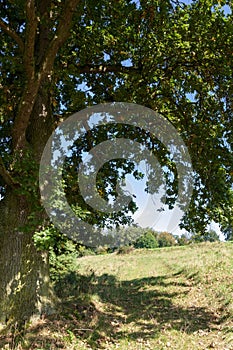 Lush oak tree in a green grassy meadow. Germany