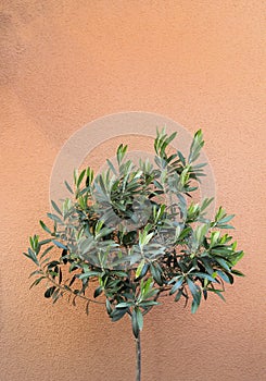 Lush olive tree against terracotta stone wall