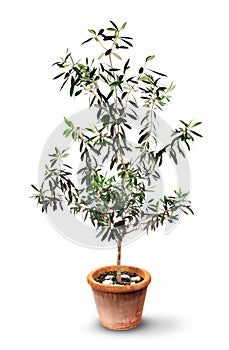 Lush olive tree in pot isolated