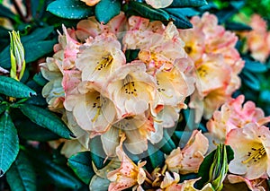 Lush Orange Blossoms Close-up 2