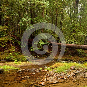 Lush Pacific Temperate Forest